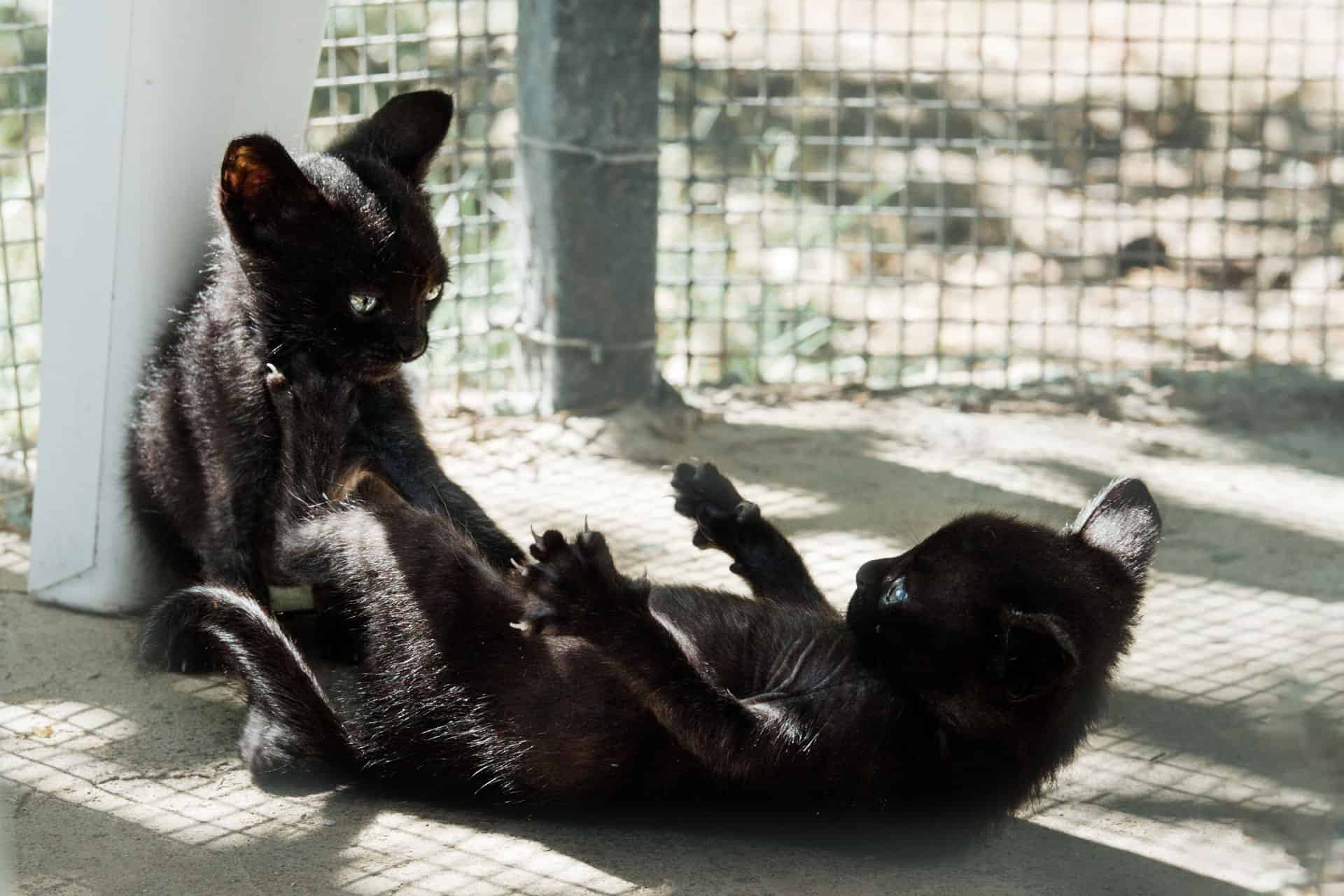 Mini-Panther am Spielen