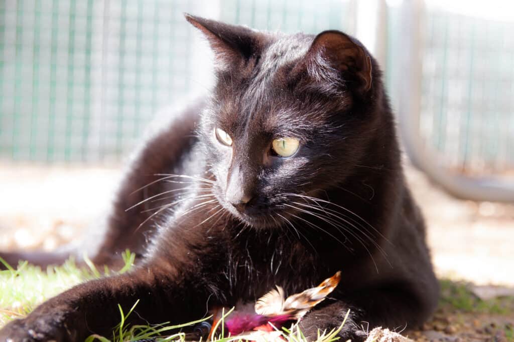 cats_PARENAS_2021-01-14_HASAD-9800