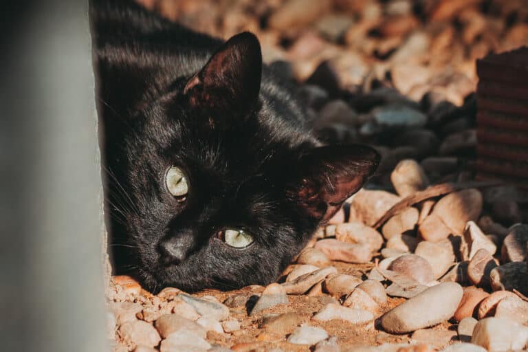 cats_PARENAS_2021-01-14_OWEN-4490