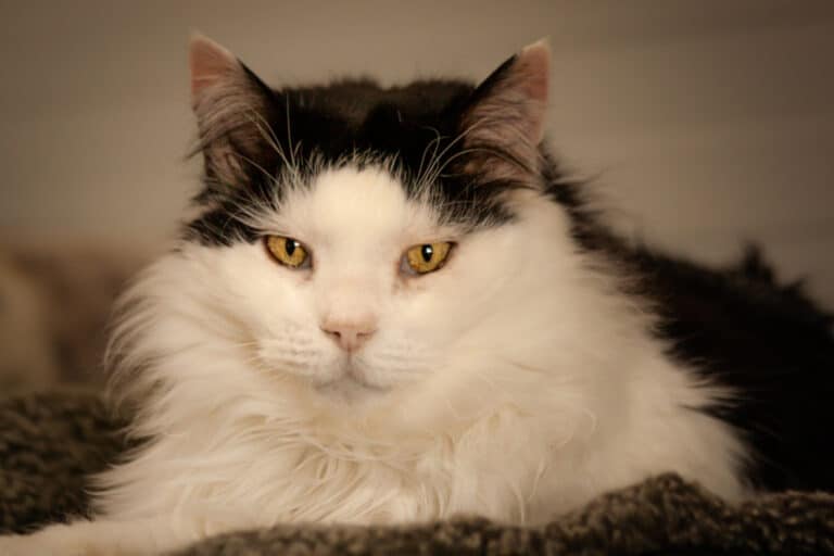 cats_PARENAS_2021-01-14_WARNER-4592