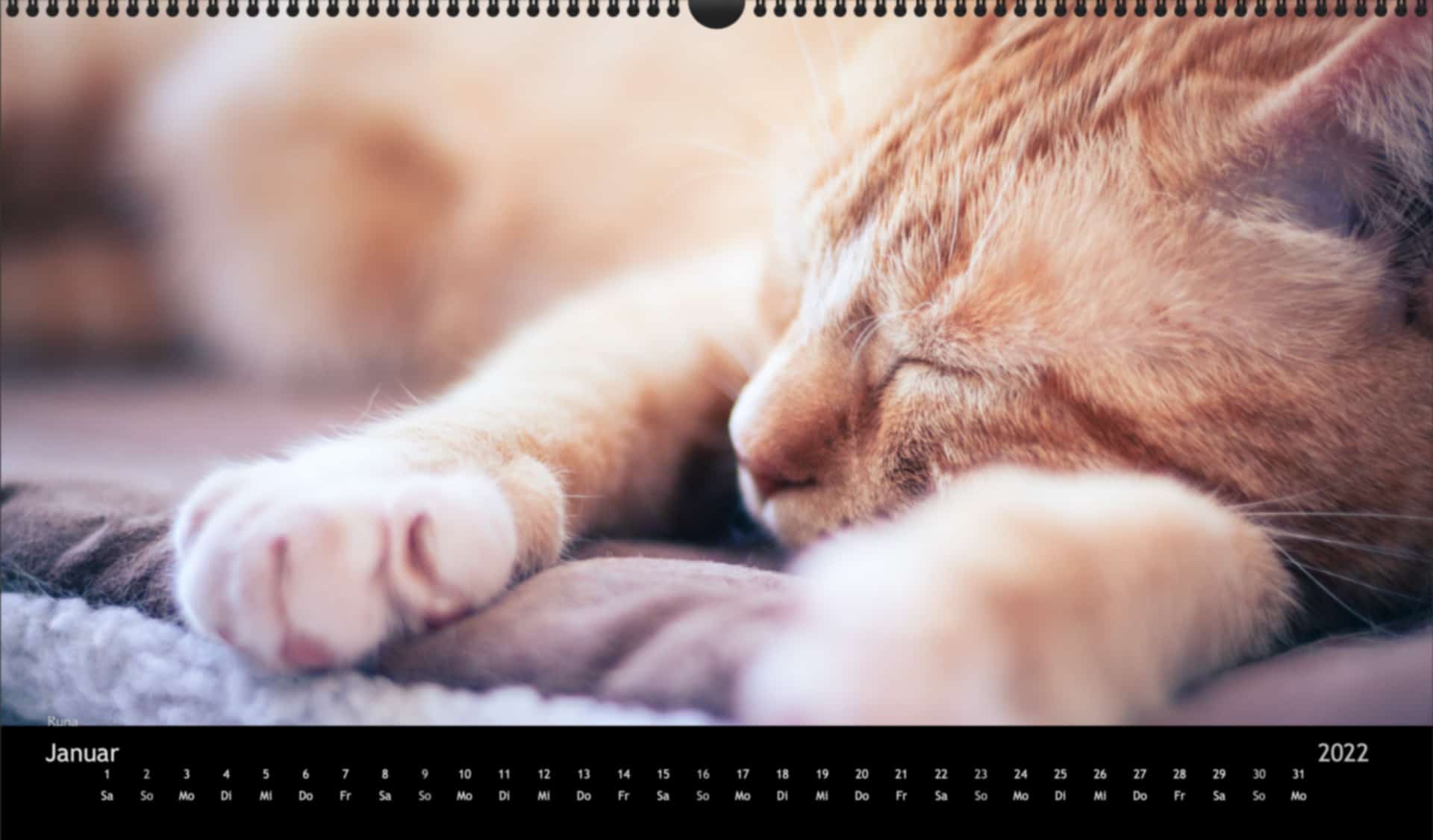 katzensofa-2022_pano_01-Jan