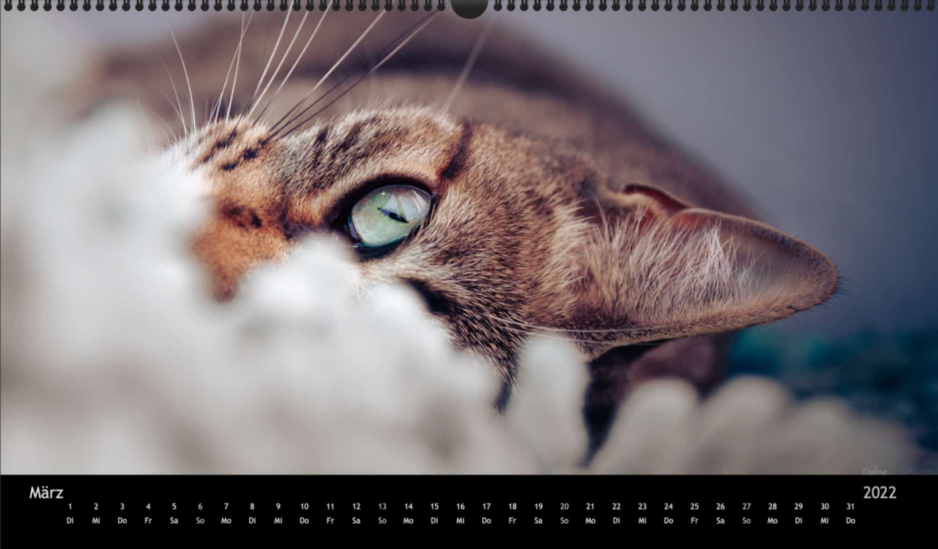 katzensofa-2022_pano_03-Maerz