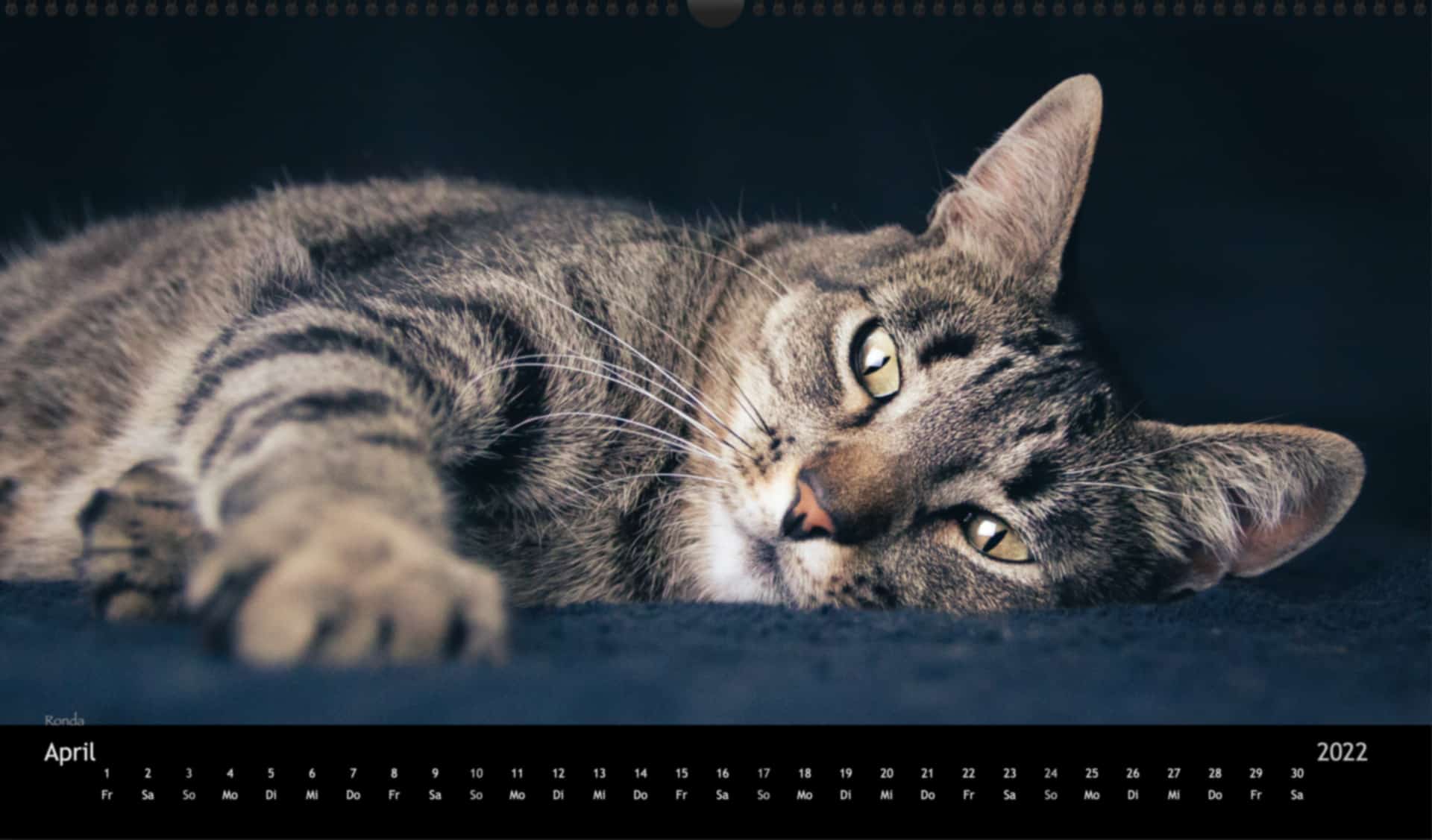katzensofa-2022_pano_04-April
