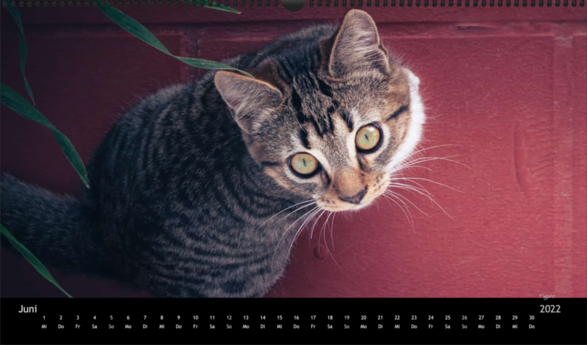 katzensofa-2022_pano_06-Juni