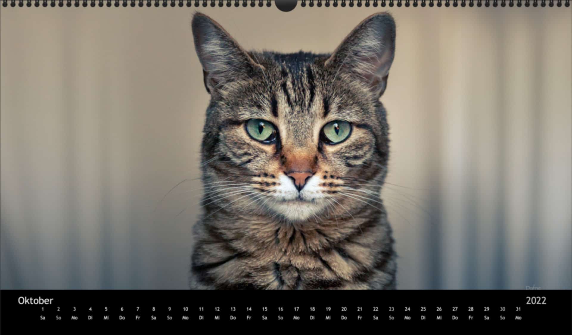 katzensofa-2022_pano_10-Okt