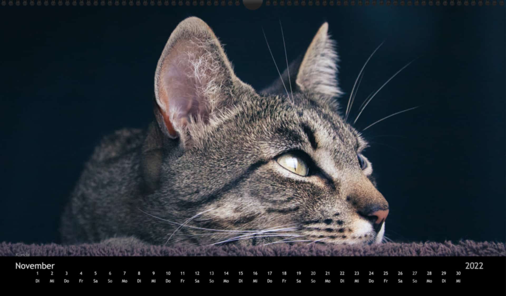 katzensofa-2022_pano_11-Nov