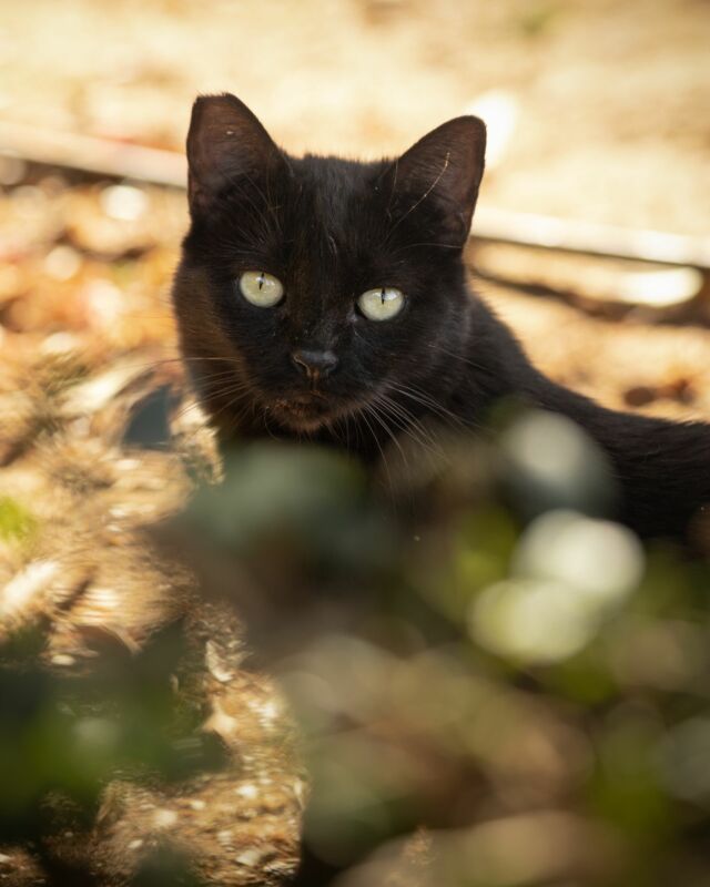 COCO 🐾🤎🤍🖤⁠

Die schöne Coco.
Es wird mir immer ein Rätsel bleiben, wieso manche Menschen die Magie der kleinen Panther weder sehen noch spüren.

———

🇺🇸 in 1st comment
🇪🇸 en los commentarios
———

🐾
#streetcatphotography

#rondaciudadsonada #maketheinvisiblesvisible
#petphotography #canonphotography #purrfect #gato #cat #purr 
#cats_of_instagram #catoftheday #catsofinstagram 
#blackcat #instacats #igcats #blackcat 
#streetcatsmatter #rescuecat #sheltercatsmatter #adoptdontshop #gatocallejero
#bwphotography #raw_cats #gorgeouscat #total_cats 
#rescuedismyfavouritebreed⁠ 
#katzenfotografie �#katzensofablog
#catphotography