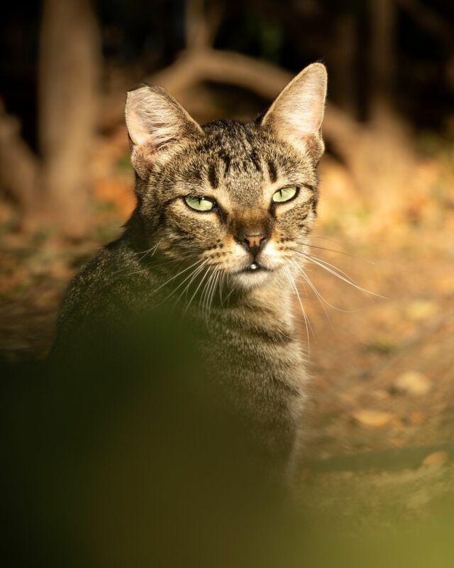 ESMERALDA 🐾🤎🤍🖤⁠

Die hübsche getigerte Lady wollte mit mir eher nichts zu tun haben… ich kann es ihr nicht verübeln. Als Strassenkatze ist man immer auf der besseren Seite, wenn man Abstand hält zu Menschen, die man nicht kennt. Aber einen Blick in ihre bezaubernden grünen Augen gewährte sie mir dann doch noch.

———

🇺🇸 in comments
🇪🇸 en los commentarios
———

🐾
#streetcatphotography

#rondaciudadsonada  #maketheinvisiblesvisible
#petphotography #canonphotography #purrfect #gato #cat #purr 
#cats_of_instagram #catoftheday #catsofinstagram 
#instacats #igcats #tabbycat 
#streetcatsmatter #rescuecat #sheltercatsmatter #adoptdontshop #gatocallejero
#bwphotography #raw_cats #gorgeouscat #total_cats 
#rescuedismyfavouritebreed⁠ 
#katzenfotografie �#katzensofablog
#catphotography