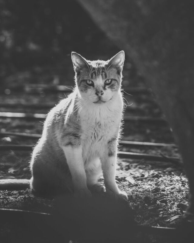 GARY 🐾🤎🤍🖤⁠

Wie er so dasitzt wirkt er jugendlich. Aber wie da so viel Wissen in seinen Augen liegt…

Jetzt sind endlich fast alle Strassenkatzenbilder gepostet.
Und nun kommen die Zweifel, ob mein Feed zu langweilig und einseitig ist/wird dadurch?
Es ist wirklich peinlich, dass ich das mit einem ansprechenden Feed nicht geregelt bekomme. �Erst recht in Anbetracht von meinem beruflichen Hintergrund. 🙈
Gleichzeitig frage ich mich mehr und mehr, warum Insta soviel Wichtigkeit und Zeit widmen, wo grade Zeit absolute Mangelware ist in meinem Leben. Wo ich so viel lieber fotografieren als am Rechner sitzen würde… ich meine, wofür? 

———

🇺🇸 in comments
🇪🇸 en los commentarios
———

🐾
#streetcatphotography

#rondaciudadsonada #maketheinvisiblesvisible
#petphotography #canonphotography #purrfect #gato #cat #purr 
#cats_of_instagram #catoftheday #catsofinstagram 
#blackcat #instacats #igcats #tortiecat
#streetcatsmatter #rescuecat #sheltercatsmatter #adoptdontshop #gatocallejero
#bwphotography #raw_cats #gorgeouscat #total_cats 
#rescuedismyfavouritebreed⁠ 
#katzenfotografie �#katzensofablog
#catphotography