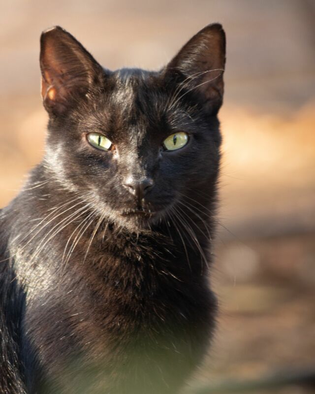 MATIMBA 🐾🤎🤍🖤⁠

Heute keine grossen Worte. Lassen wir Matimba für sich sprechen. Ich weiss nicht, wie es dir geht – mir geht ihr Blick unter die Haut.

———

🇺🇸 in 1st comment
🇪🇸 en los commentarios
———

🐾
#streetcatphotography

#rondaciudadsonada #maketheinvisiblesvisible
#petphotography #canonphotography #purrfect #gato #cat #purr 
#cats_of_instagram #catoftheday #catsofinstagram 
#blackcat #instacats #igcats #blackcat 
#streetcatsmatter #rescuecat #sheltercatsmatter #adoptdontshop #gatocallejero
#bwphotography #raw_cats #gorgeouscat #total_cats 
#rescuedismyfavouritebreed⁠ 
#katzenfotografie �#katzensofablog
#catphotography