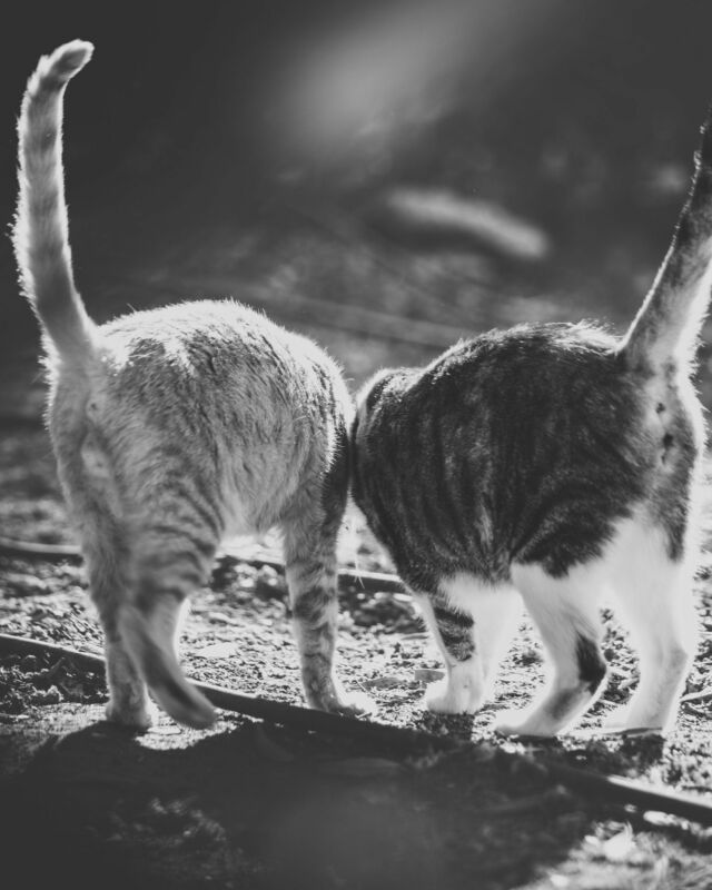 STREETCATS 🐾🤎🤍🖤⁠

Ohne Worte… Absolut liebenswert, wie sich diese beiden begrüsst haben. Auch wenn ich es leider nur von hinten bewundern und festhalten konnte. :)

———

🇺🇸 in comments
🇪🇸 en los commentarios
———

🐾
#streetcatphotography

#rondaciudadsonada #maketheinvisiblesvisible
#petphotography #canonphotography #purrfect #gato #cat #purr 
#cats_of_instagram #catoftheday #catsofinstagram 
#blackcat #instacats #igcats #tortiecat
#streetcatsmatter #rescuecat #sheltercatsmatter #adoptdontshop #gatocallejero
#bwphotography #raw_cats #gorgeouscat #total_cats 
#rescuedismyfavouritebreed⁠ 
#katzenfotografie �#katzensofablog
#catphotography