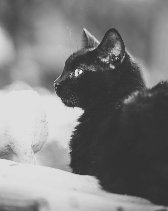 MATIMBA 🐾🤎🤍🖤⁠

Matimba hat ein extra für sie bereitgelegtes Bettchen neben dem Verkaufstisch ihres Betreuers. Da liegt sie. Zufrieden, stolz, ungebrochen und voller Vertrauen. Und auch voller Liebe für diesen Menschen, der sich von ganzem Herzen um sie und ihre Familie kümmert.
Die Welt braucht mehr Menschen wie ihn.
Dies ist eins meiner Lieblingsbilder von dem Morgen. Es strahlt für mich Frieden aus. Ich möchte da echt demnächst wieder einmal hin mit meiner Kamera. 

———

🇺🇸 in comments
🇪🇸 en los commentarios
———

🐾
#streetcatphotography

#rondaciudadsonada #maketheinvisiblesvisible
#petphotography #canonphotography #purrfect #gato #cat #purr 
#cats_of_instagram #catoftheday #catsofinstagram 
#blackcat #instacats #igcats #tortiecat
#streetcatsmatter #rescuecat #sheltercatsmatter #adoptdontshop #gatocallejero
#bwphotography #raw_cats #gorgeouscat #total_cats 
#rescuedismyfavouritebreed⁠ 
#katzenfotografie �#katzensofablog
#catphotography