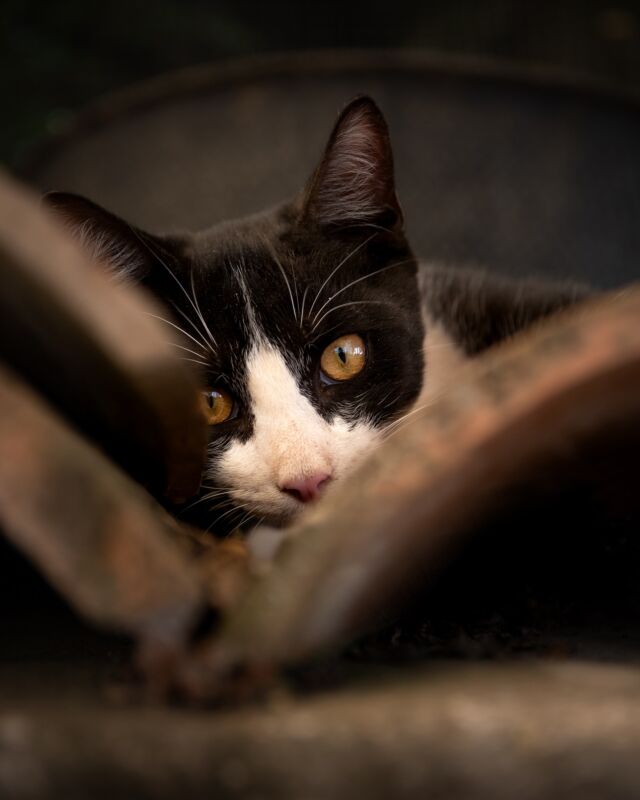 🖤🤍 LAGRIMITA 🐾🤍🖤

Viel zu lange gab es kein Update mehr zu unserem Pflegekater Lagrimita.
Ich hab zwar immer noch viele unveröffentlichte Strassenkatzenbilder, und sie werden noch kommen – aber da jetzt die Maychallenge von @gnocchilli_the_cats und @thapojere läuft, wird es hier wieder etwas abwechslungsreicher in der kommenden Zeit.
Ich bin beruflich grad recht eingespannt, und Besuch erwarten wir auch noch, aber im Rahmen meiner Möglichkeiten werde ich doch versuchen, das eine oder andere Thema mitzumachen bei der Challenge. Es hat mir letztes Jahr ungemein Spass bereitet.
Als Übergang nun also ein Jugendbild von Lagrimita. Damit ihr nicht erschreckt, wenn ihr ihn demnächst als praktisch erwachsenen Kater hier wieder seht. Er ist immer noch derselbe. Aber irgendwie doch auch ein ganz anderer. Aber seht selbst.

———
🇺🇸 in comments
🇪🇸 en los commentarios
———

🐾
#Lagrimita🤍🖤⁠

#rondaciudadsonada #maketheinvisiblesvisible
#petphotography #canonphotography #canonr6 #purrfect #gato #cat 
#cats_of_instagram #catsofinstagram 
#tuxedocat #friendsoftuxedocats⁠ #instacats #igcats #fosterkitten 
#streetcatsmatter #rescuecat #sheltercatsmatter #adoptdontshop #gatocallejero
#sheltercatphotography #raw_cats #gorgeouscat #total_cats 
#rescuedismyfavouritebreed⁠ 
#katzenfotografie  #katzensofablog
#catphotography
#samtpfoteliebi