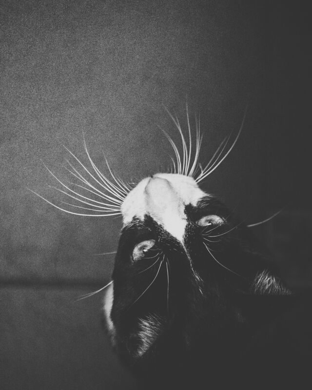 🖤🤍 LAGRIMITA 🐾🤍🖤

VOGELPERSPEKTIVE – Tag 01 der #maychallenge_gnocchillimeetsthapojere von @thapojere und @gnocchilli_the_cats

Auf dem zweiten Bild ist Lagrimita. Ich mag das Bild – es ist so «Mita».
Der kleine Herr lebt ja nun seit August bei uns, und wer mich kennt, weiss, dass ich eine kleine Macke mit Spitznamen habe. Die entstehen im Laufe eines Tierlebens und summieren sich mit den Jahren… und sie entstehen oft aus Abwandlungen bereits bestehender Namen.
Lagrimita ist wirklich besonders. Und er hat bereits eine beachtliche Anzahl Namen angesammelt in den paar Monaten bei uns.

Im nächsten Post von ihm dann mehr dazu. :) 
Interessieren dich auch die Spitznamen unserer anderen Katzen? Vielleicht könnte ich daraus eine Themenreihe machen.
 Hier kommen nun also die beiden Bilder zum Challenge-Tag 01. Thema: Vogelperspektive.

———
🇺🇸 in comments
🇪🇸 en los commentarios
———

🐾
#Lagrimita🤍🖤⁠

#rondaciudadsonada #maketheinvisiblesvisible
#petphotography #canonphotography #canonr6 #purrfect #gato #cat 
#cats_of_instagram #catoftheday #catsofinstagram #cats_and_bokeh
#tuxedocat #friendsoftuxedocats⁠ 
#streetcatsmatter #rescuecat #sheltercatsmatter #adoptdontshop #gatocallejero
#sheltercatphotography #raw_cats #gorgeouscat #total_cats 
#rescuedismyfavouritebreed⁠ 
#katzenfotografie  #katzensofablog
#catphotography
#samtpfoteliebi