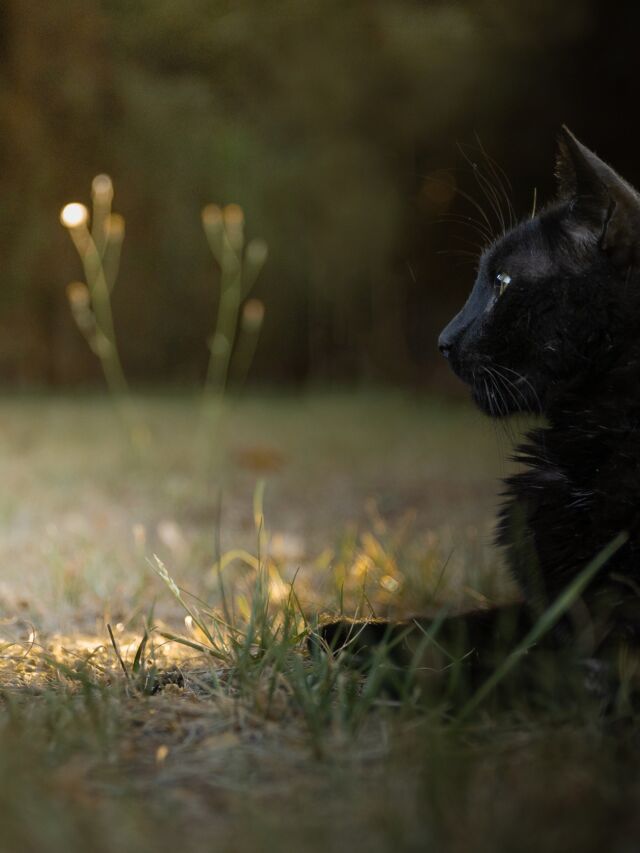 🖤💛 ALEGRO 🐾💛🖤

Seit einigen Monaten ist er fester Teil unseres Lebens: Alegro. Eines Tages war er einfach da. In unserem Garten.

Er sah aus, als wäre sein Ende nahe. Struppig, spindeldürr und müde.
Und offensichtlich war er ein Strassenkater, er ist kastriert und hat die entsprechende Markierung am Ohr (fehlende Ohrspitze).

Ich dachte mir, dass es ihm in seinen letzten Wochen zumindest nicht an gutem Futter fehlen sollte. Und so bekam er was, wenn ich Futter für unsere Bande zubereitete.
Schon bald wurde sein Fell gländenzer, seine Augen wacher, sein Körper kräftiger. Inzwischen hat er sich zu einem richtig schicken kleinen Panther gemausert und verbringt seine Tage und Nächte grösstenteils bei uns im Garten. Er ist freundlich und voller Liebe und hat einen guten Humor.

Und er ist aus unserem Leben nicht mehr wegzudenken.��Willkommen in unserem Garten, in unserem Leben und in unseren Herzen, liebster Alegro. 
Es ist schön, dass du da bist!

———
🇺🇸 in comments
🇪🇸 en los commentarios
———

🐾
#Alegro💛🖤⁠

#petphotography #canonphotography #canonr6 #purrfect #gato #cat 
#catoftheday #catsofinstagram  #cats_and_bokeh
#streetcatsmatter #streetcat #sheltercatsmatter #adoptdontshop 
#schwarzekatze #minipanther #blackcatsmatter #blackcatsrule #blackcat #blackcat_features 
#bwphotography #raw_cats #gorgeouscat #total_cats 
#rescuedismyfavouritebreed⁠  #maketheinvisiblesvisible
#samtpfoteliebi �#catphotography �#katzenfotografie �#katzensofablog