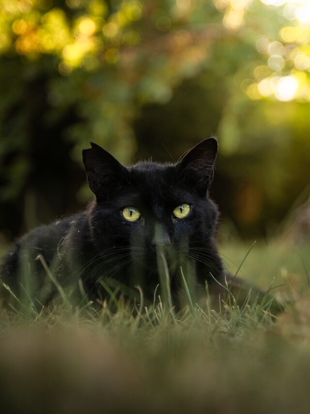 🖤💛 ALEGRO 🐾💛🖤

Keine Worte nötig, oder? Ist er nicht einfach wundervoll?�
———
🇺🇸 in comments
🇪🇸 en los commentarios
———

🐾
#Alegro💛🖤⁠

#petphotography #canonphotography #canonr6 #purrfect #gato #cat 
#catoftheday #catsofinstagram  #cats_and_bokeh
#streetcatsmatter #streetcat #sheltercatsmatter #adoptdontshop 
#schwarzekatze #minipanther #blackcatsmatter #blackcatsrule #blackcat #blackcat_features 
#bwphotography #raw_cats #gorgeouscat #total_cats 
#rescuedismyfavouritebreed⁠  #maketheinvisiblesvisible
#samtpfoteliebi �#catphotography �#katzenfotografie �#katzensofablog