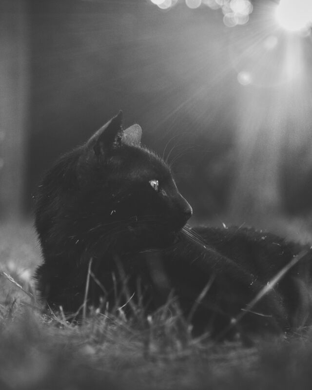 🖤💛 ALEGRO 🐾💛🖤

Bei uns war diesen Sommer sooo viel los (und ist es noch immer) – ich kam nicht dazu, hier berichten. Alegro ist nur ein kleiner Teil davon… Ich schaffe es leider nur selten, die Kamera zur Hand zu nehmen. Aber aktuell ist der Kalender 2024 in Produktion. �Hauptdarsteller werden die Strassenkatzen aus Alcala del Valle sein, die betreuten Kolonien von @Huellas con Esperanza. Das ist das Pueblo, wo auch Lagrimita geboren wurde. Eine erste Futterstelle habe ich schon besucht, in den nächsten Wochen folgen weitere.
Das Herbstlicht zaubert schönste Momente, um die Strassenkatzen abzulichten. Ich freue mich schon, die entstandenen Bilder hier zu zeigen. �
———
🇺🇸 in comments
🇪🇸 en los commentarios
———

🐾
#Alegro💛🖤⁠

#petphotography #canonphotography #canonr6 #purrfect #gato #cat 
#catoftheday #catsofinstagram  #cats_and_bokeh
#streetcatsmatter #streetcat #sheltercatsmatter #adoptdontshop 
#schwarzekatze #minipanther #blackcatsmatter #blackcatsrule #blackcat #blackcat_features 
#bwphotography #raw_cats #gorgeouscat #total_cats 
#rescuedismyfavouritebreed⁠  #maketheinvisiblesvisible
#samtpfoteliebi �#catphotography �#katzenfotografie �#katzensofablog