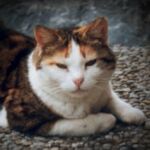 katzensofa.blog 🐾 Cat Photography 🐾 StreetCat supporter